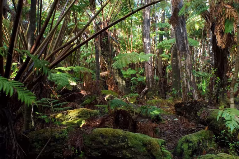 Beneath the Canopy: Education Meets Nature's Majesty