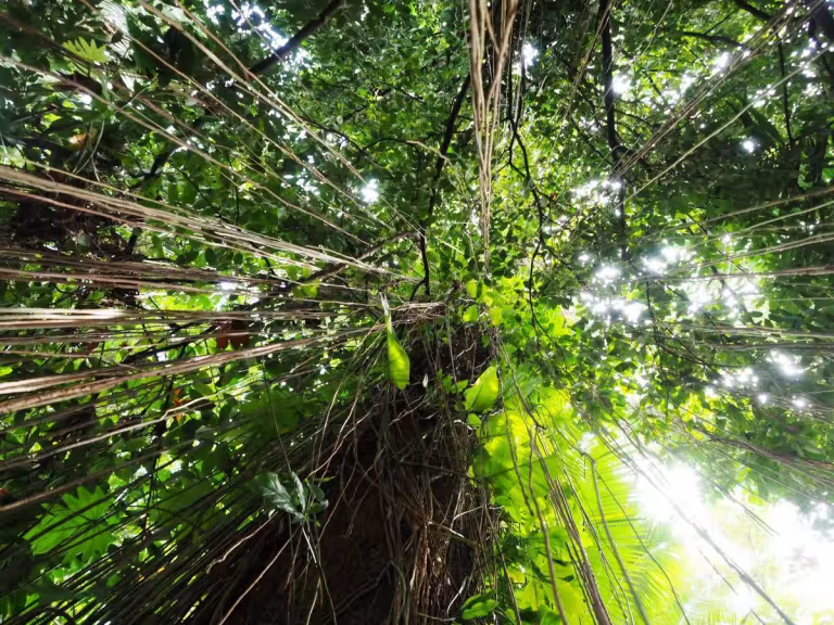 Whispers of Green: The Heartbeat of Our Ecosystem