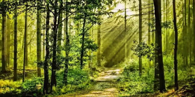 forest bathing group guided meditation serene nature