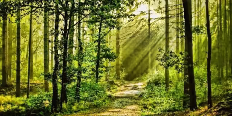 forest bathing instructor teaching diverse group of people in serene woodland