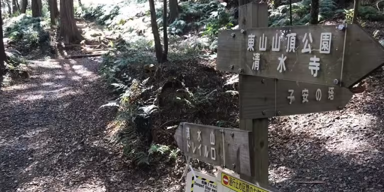 forest bathing instructor using digital tablet in serene forest
