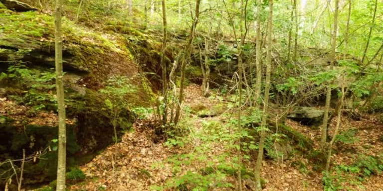 forest bathing serene peaceful nature group people