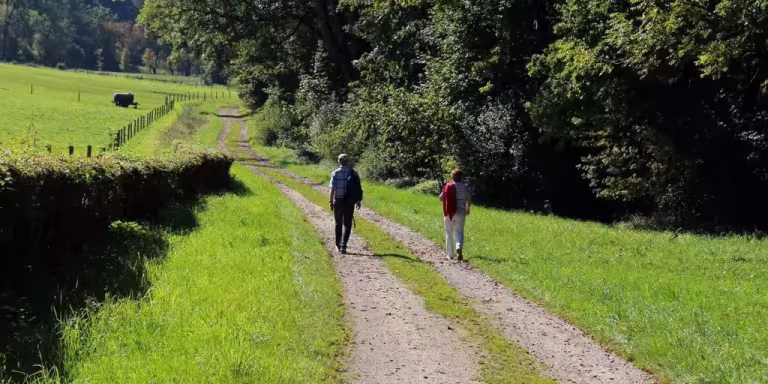 forest therapy session with instructor guiding group on nature trail