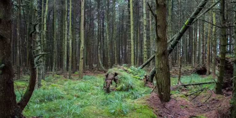 forest therapy session with instructor guiding meditation