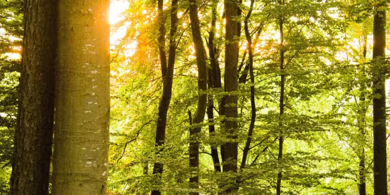 forest therapy session with people practicing Shinrin-Yoku