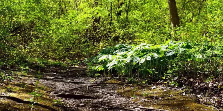 group of people enjoying forest bathing in a serene woodland setting