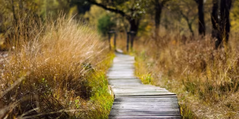 peaceful forest path sunlight filtering through trees people walking