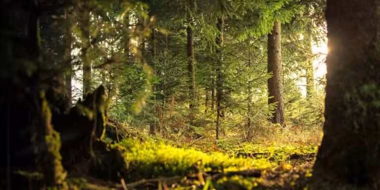 person meditating in a lush forest surrounded by diverse plants and animals