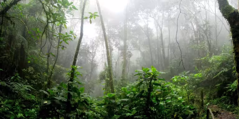 person meditating in a lush forest surrounded by diverse plants and wildlife