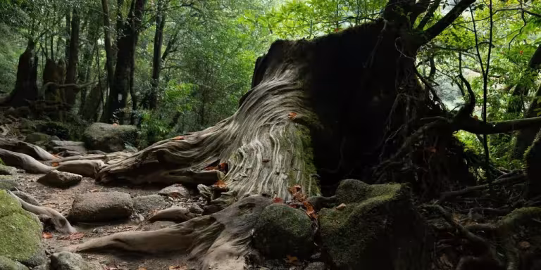 serene forest in Yakushima with a focus on silence and tranquility