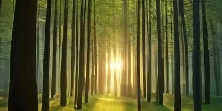 serene forest with sunlight filtering through trees, person meditating or walking quietly, emphasizing tranquility and connection with nature