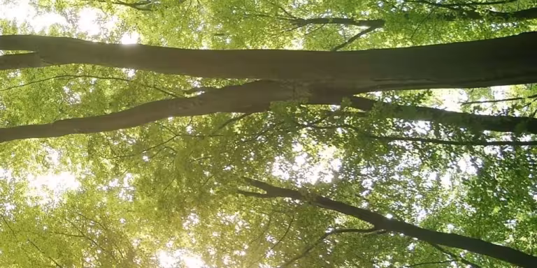 serene forest with sunlight filtering through trees, person meditating, peaceful nature, tranquility, silence, Shinrin-Yoku