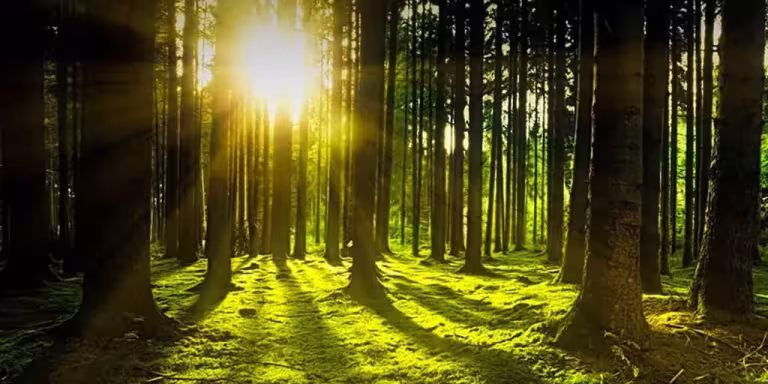 tranquil forest retreat with people practicing Shinrin-Yoku