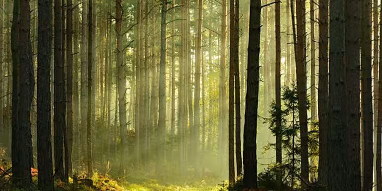 tranquil forest with sunlight filtering through trees, person meditating, serene atmosphere