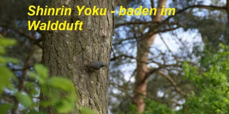 urban park with people practicing Shinrin-Yoku or forest bathing