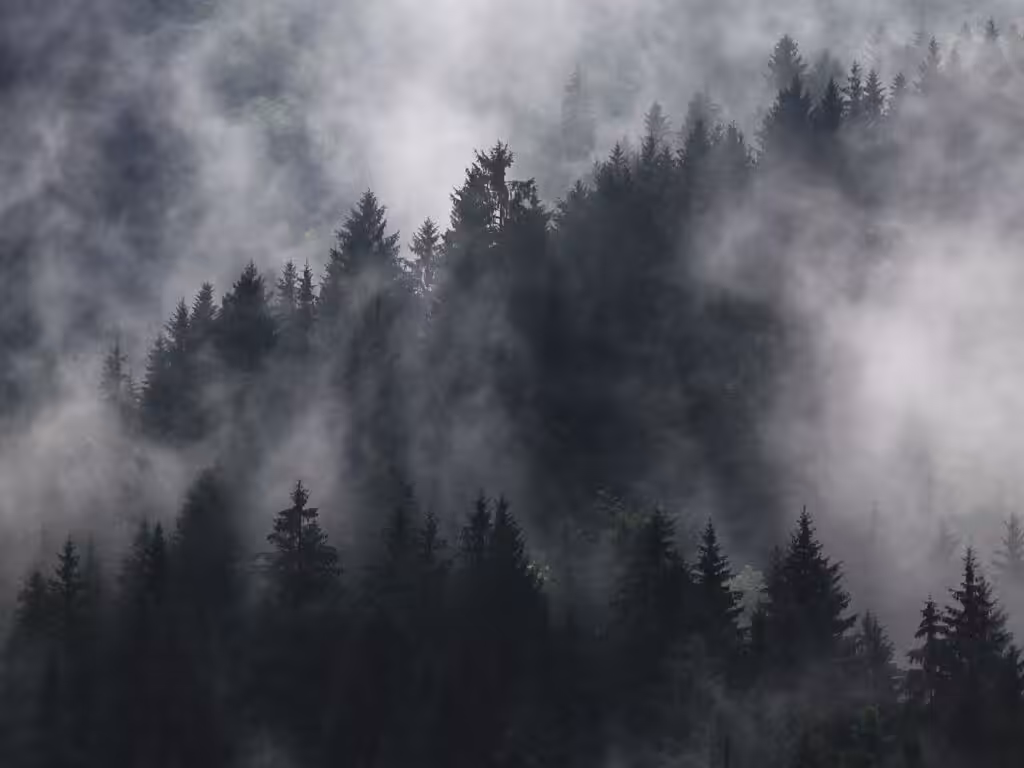 foggy forest