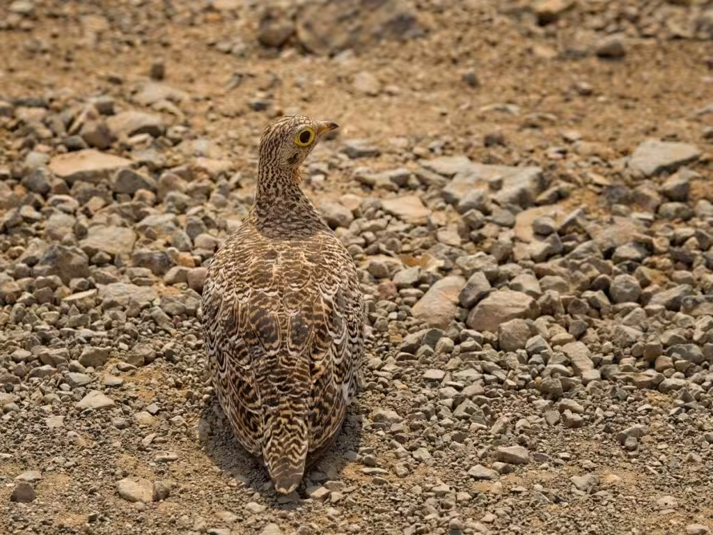 camouflaged animals in nature