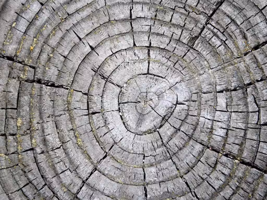 tree rings