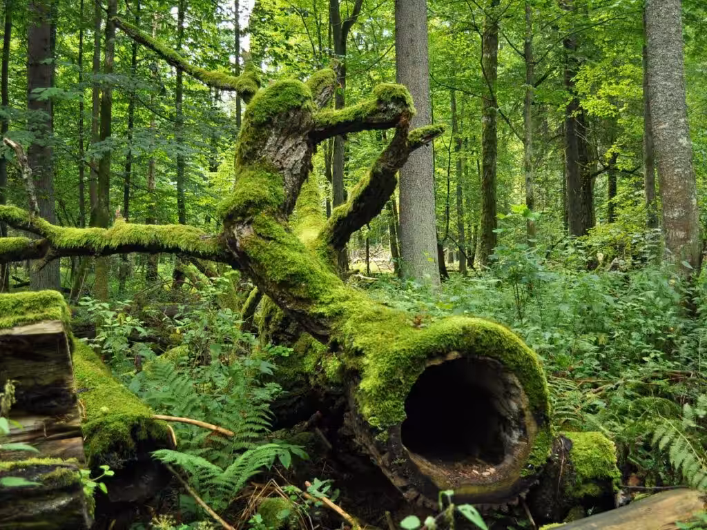 ancient forest