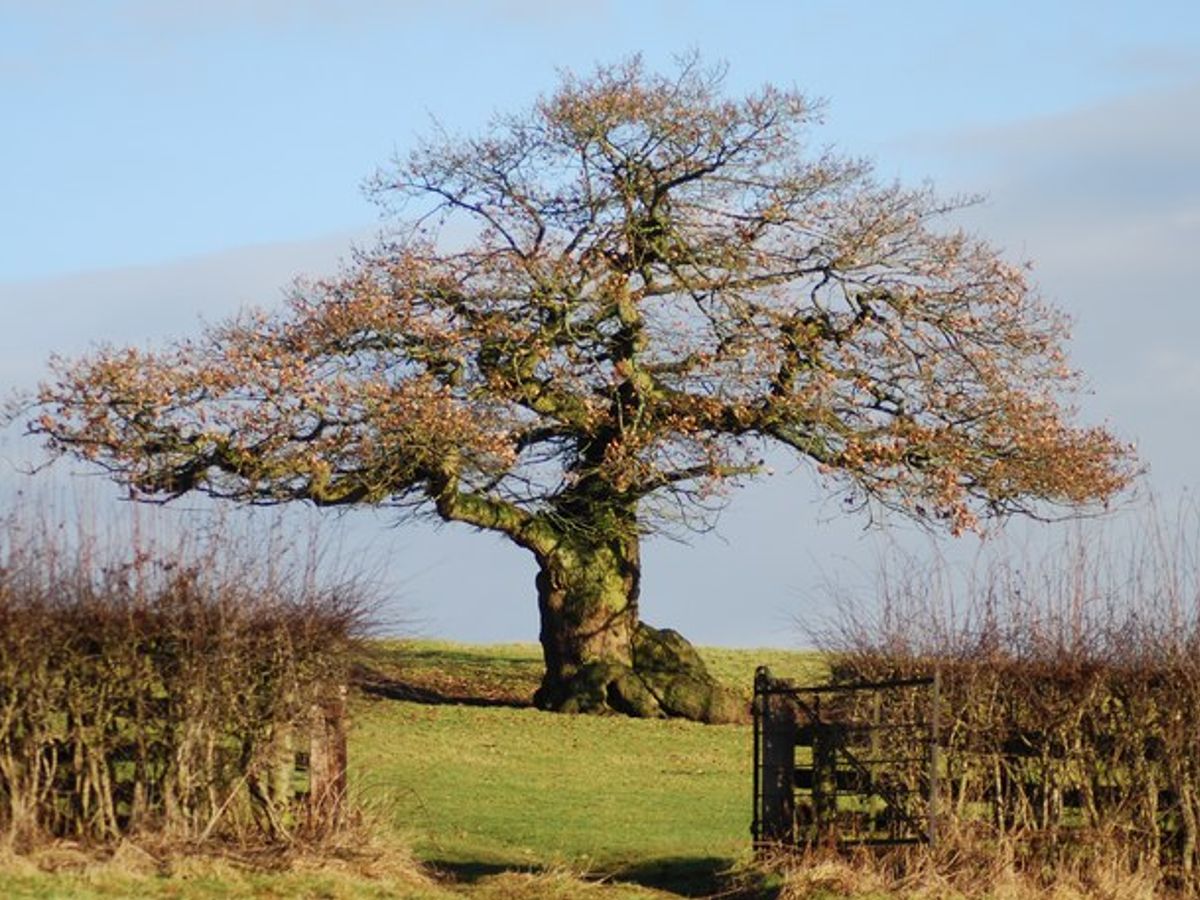Ancient Giants: The Oldest Trees in the World