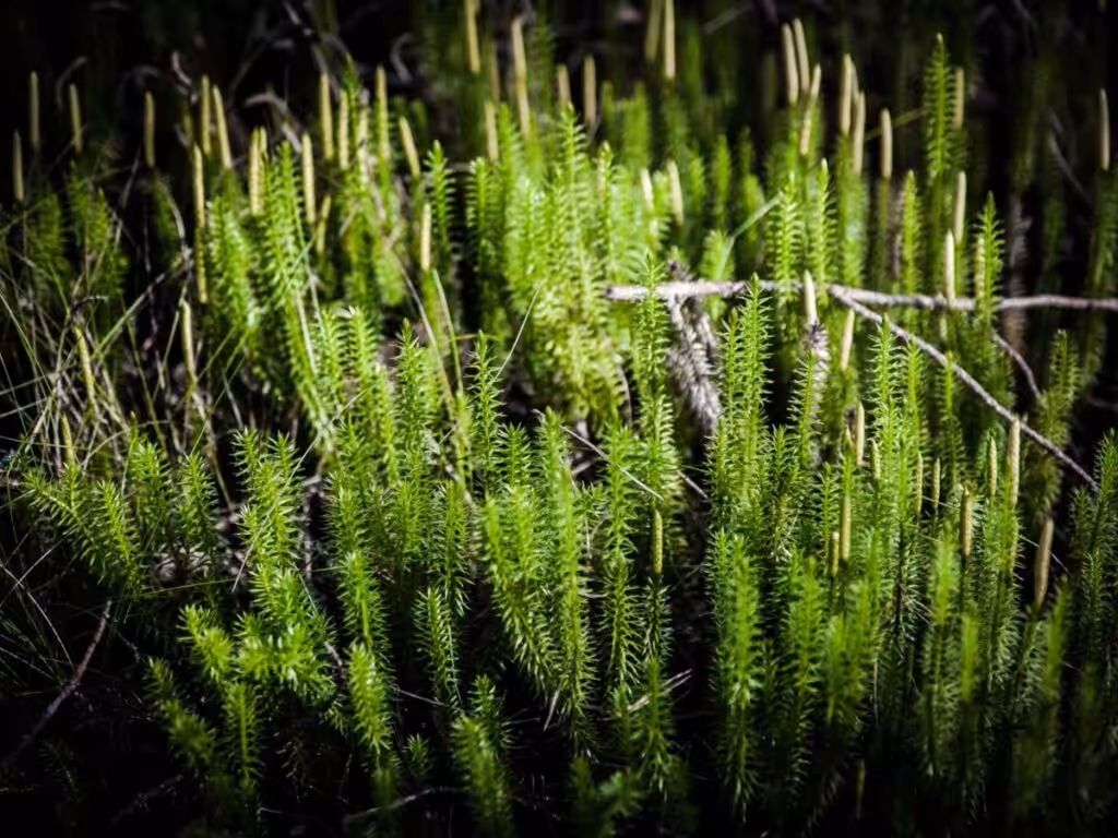 moss forest ecosystem