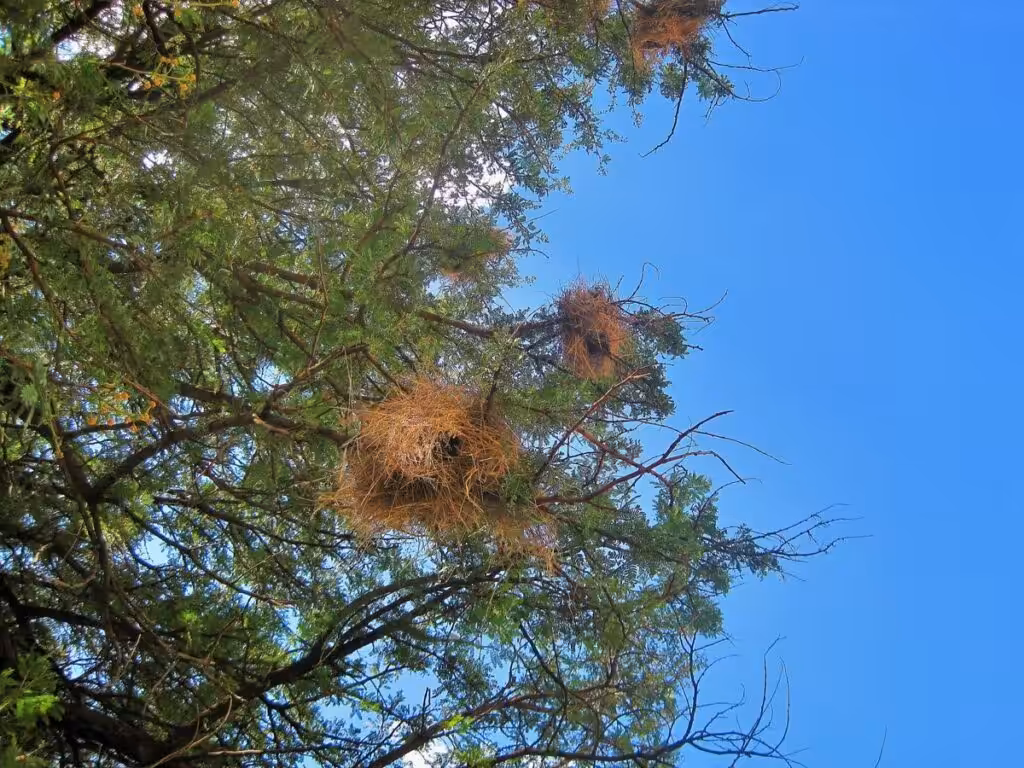 bird nests