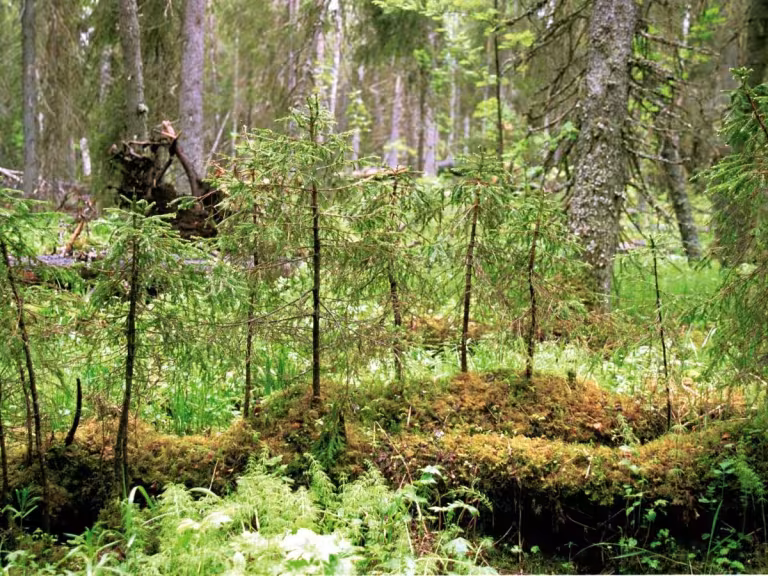 ancient herb forest