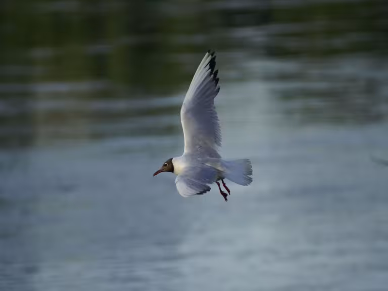 Arctic tern migration