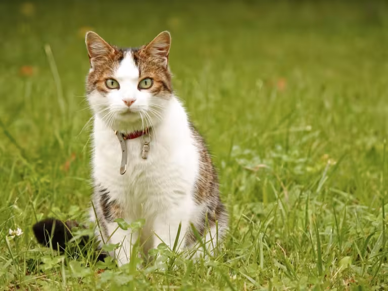 cat in a forest