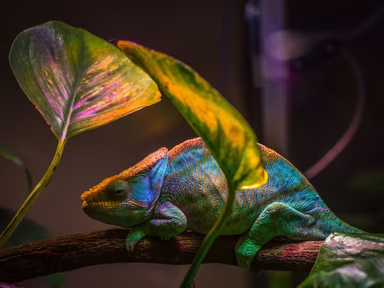 chameleon in nature