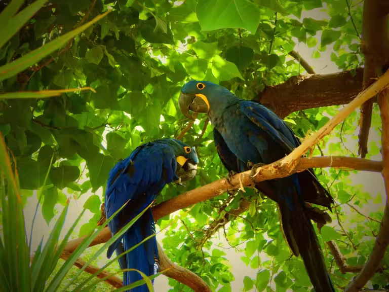 colorful forest birds in their natural habitats