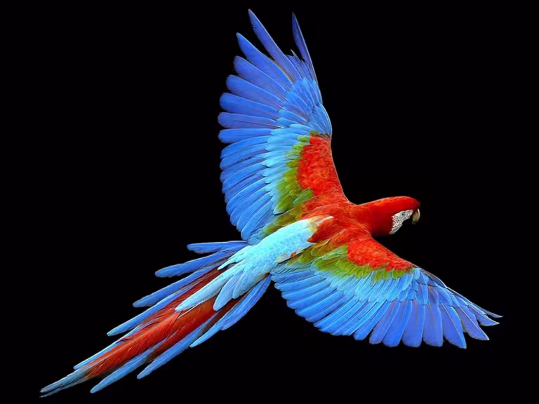 colorful forest birds with scientific illustrations of bird coloration