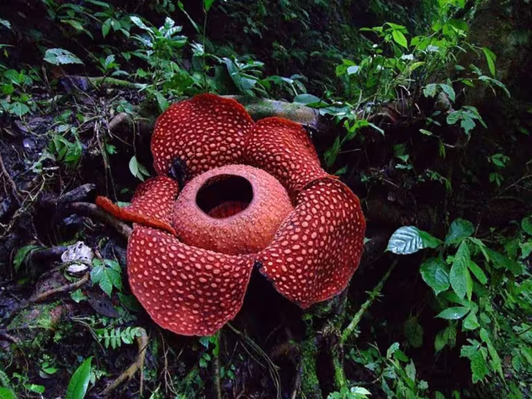 dancing plant in forest