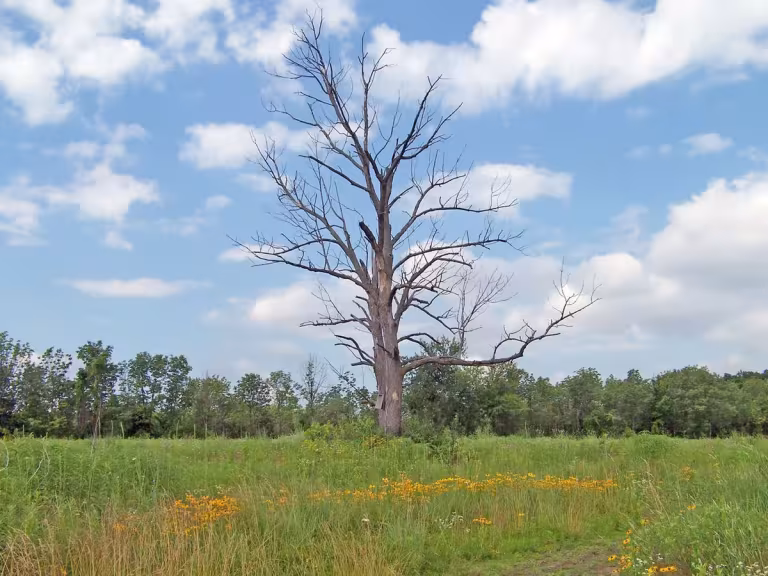 dead tree in forest