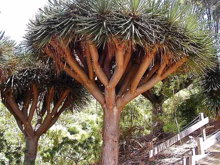 Dragon's Blood Tree in a forest
