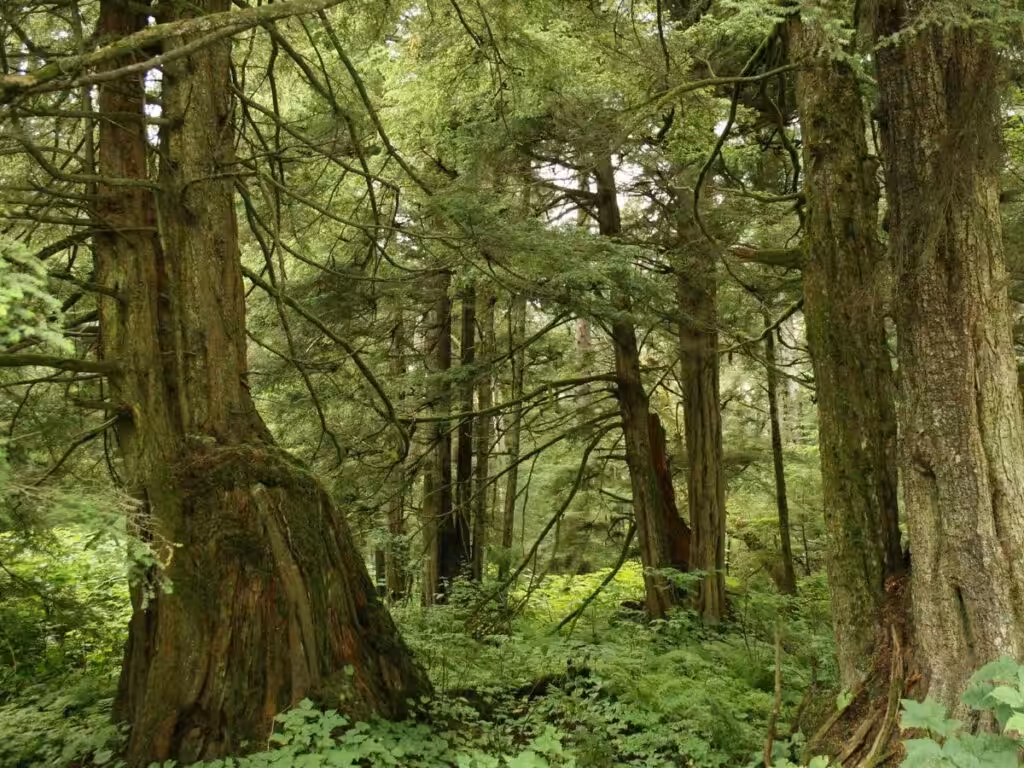 forest medicinal plants