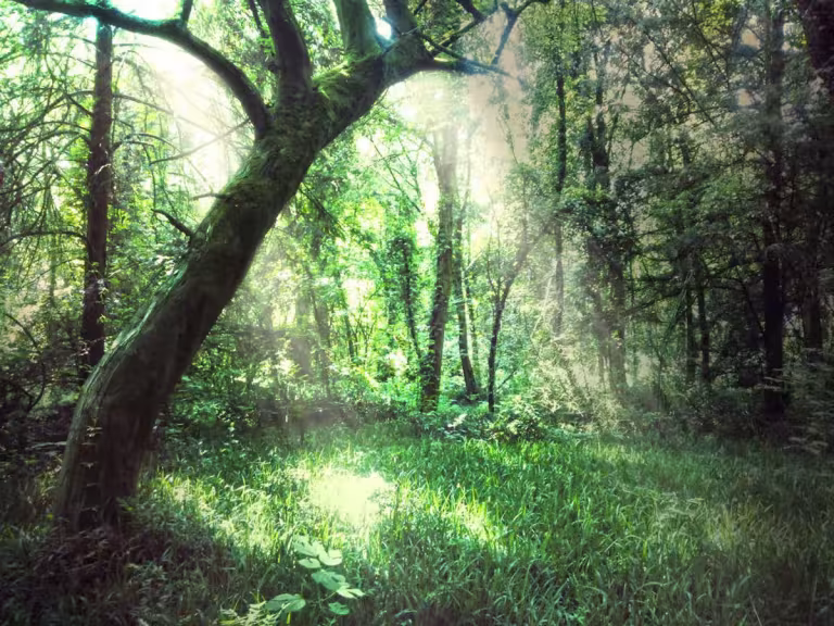 enchanted forest with mythical creatures