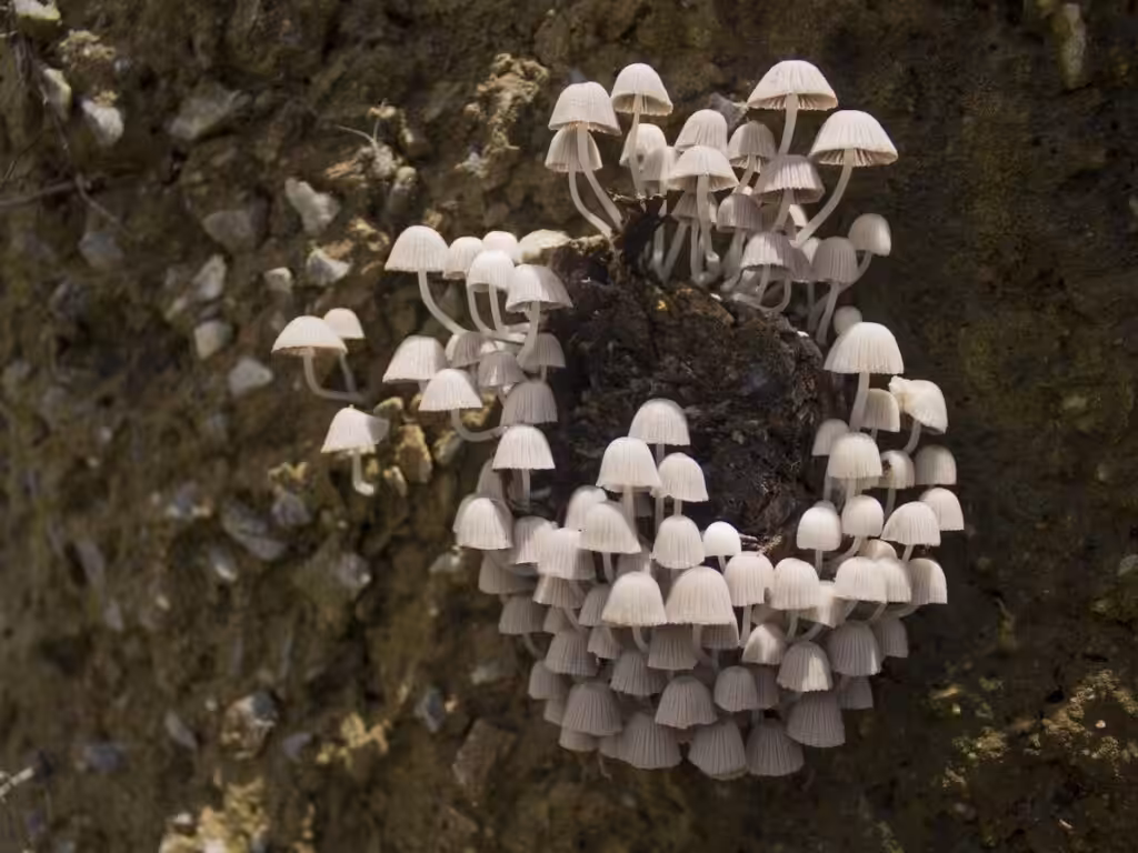 forest fungi