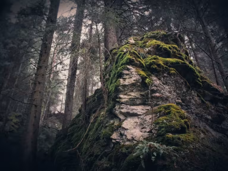 forest air purification