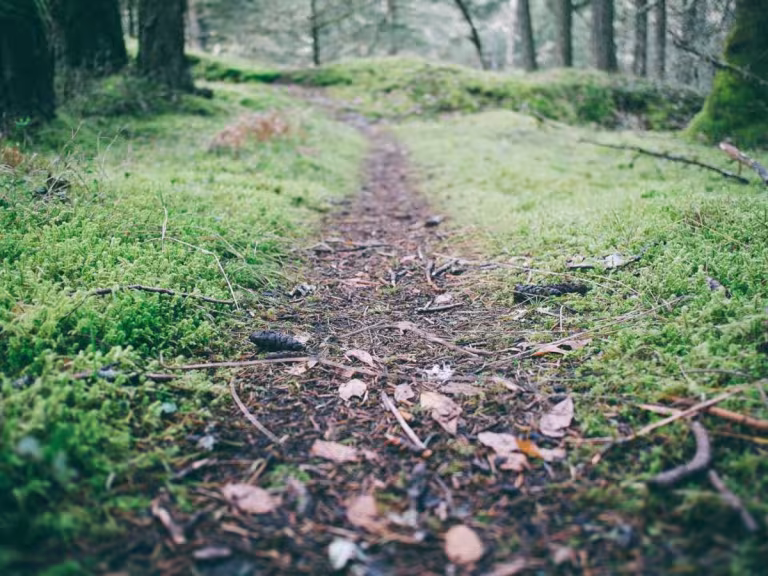 forest air therapy