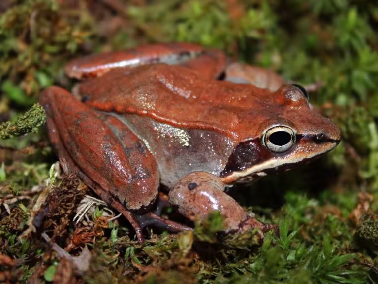 forest amphibians