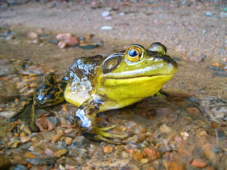 forest amphibians breeding