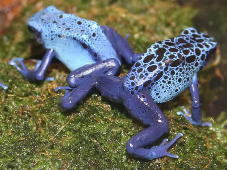 forest amphibians underground