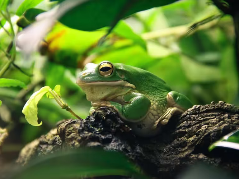 forest amphibians vernal pools