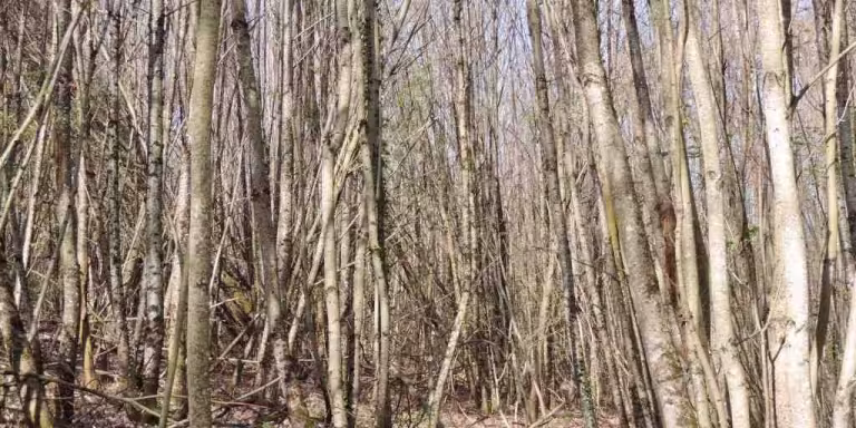 forest bathing in a serene forest with sensory elements like rustling leaves, flowing water, and sunlight filtering through trees