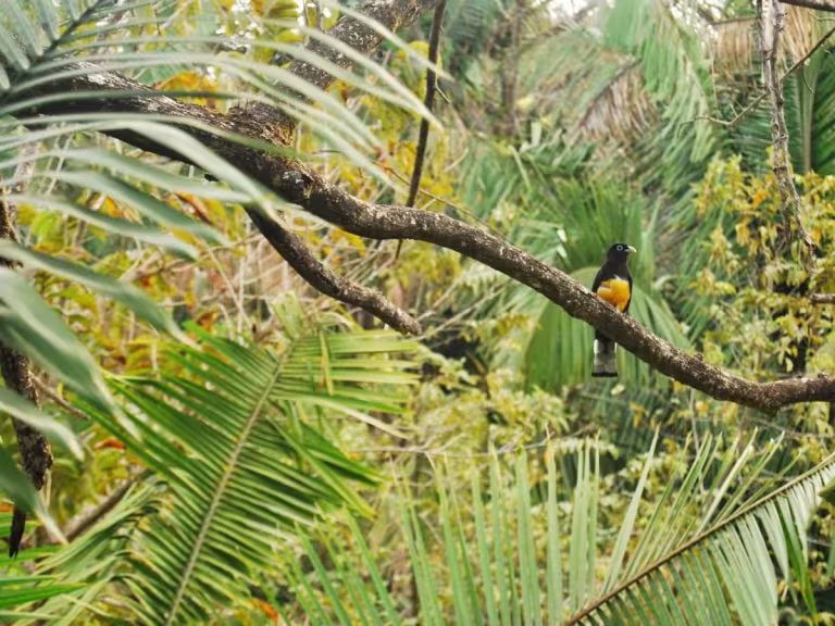 forest birdsong