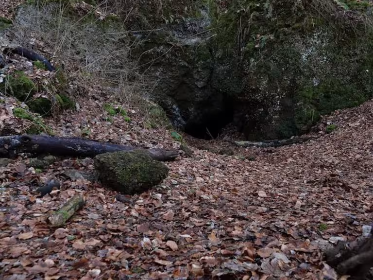 forest cavern