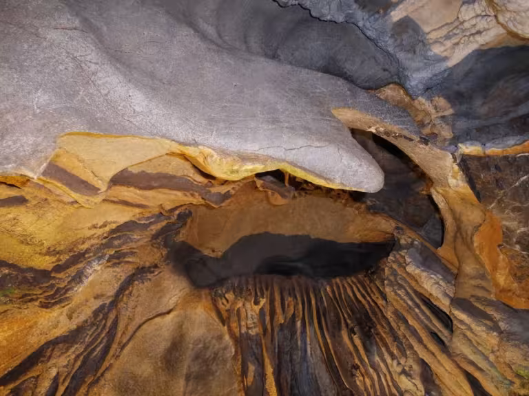 forest cavern with ancient trees
