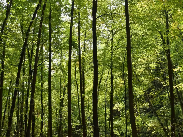 forest color palette
