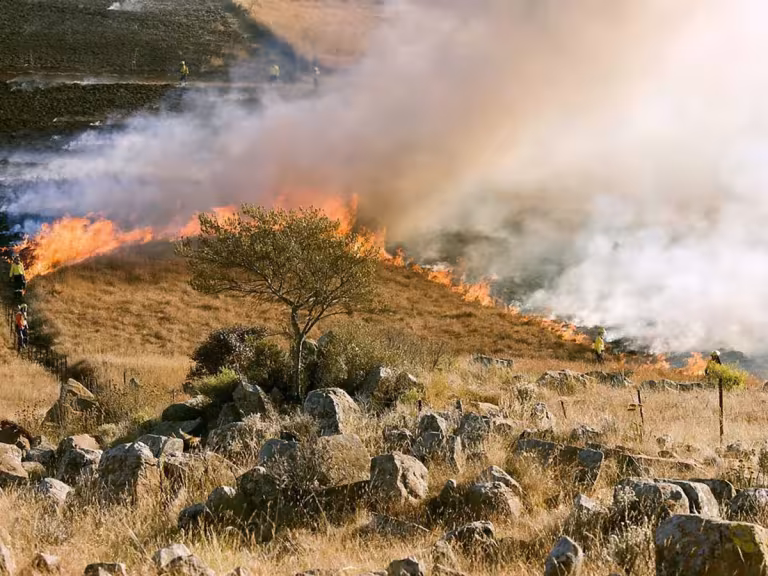 forest fire destruction and renewal